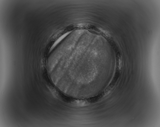 X0000086760272200705041454