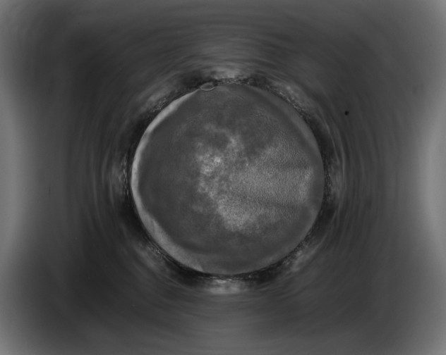 X0000086760376200705041453