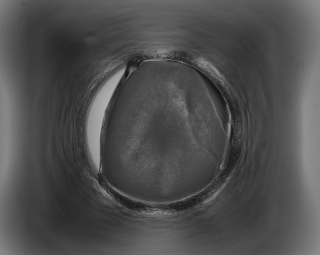 X0000086760585200705041450