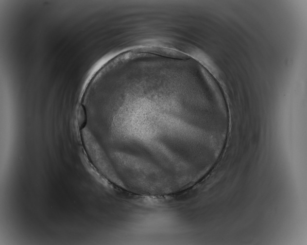 X0000086760960200705041445