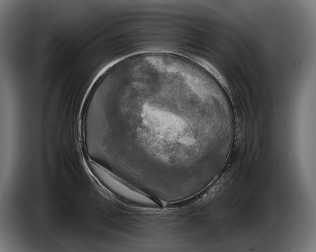 X0000086760996200705041444