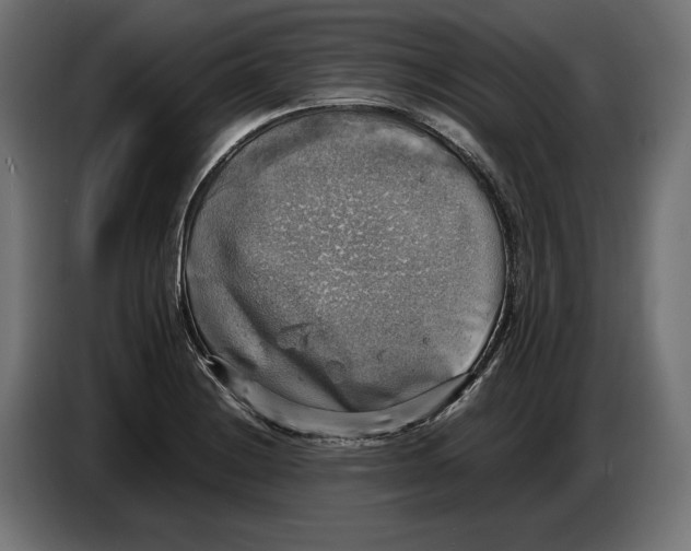 X0000086761228200705041441