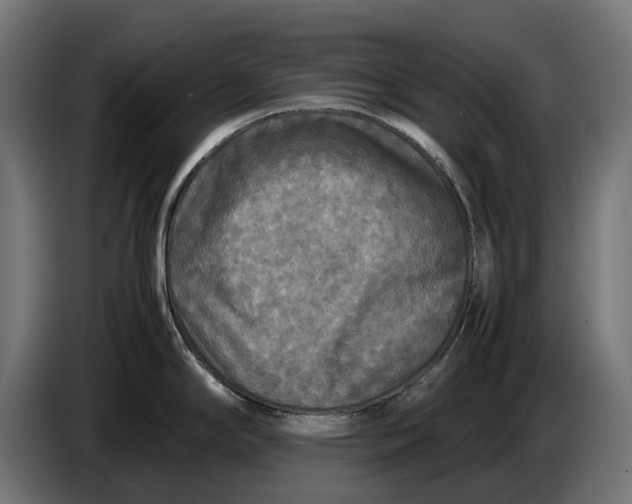 X0000086761294200705041440