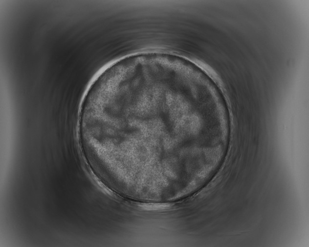 X0000086761296200705041440