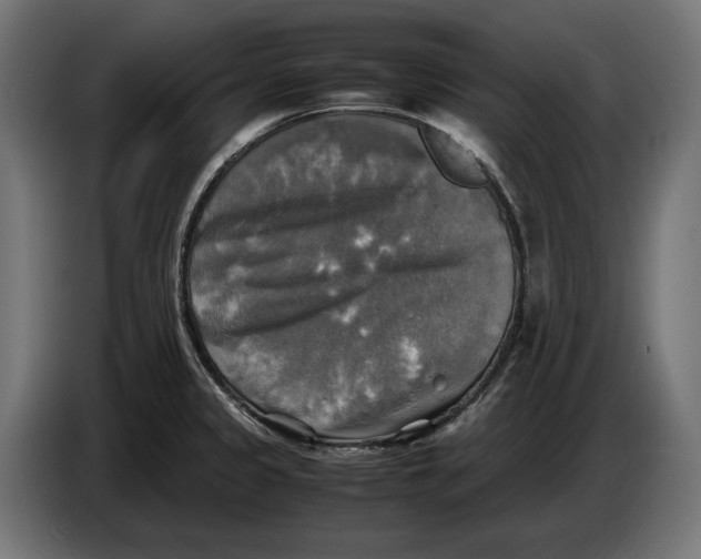 X0000086761333200705041440