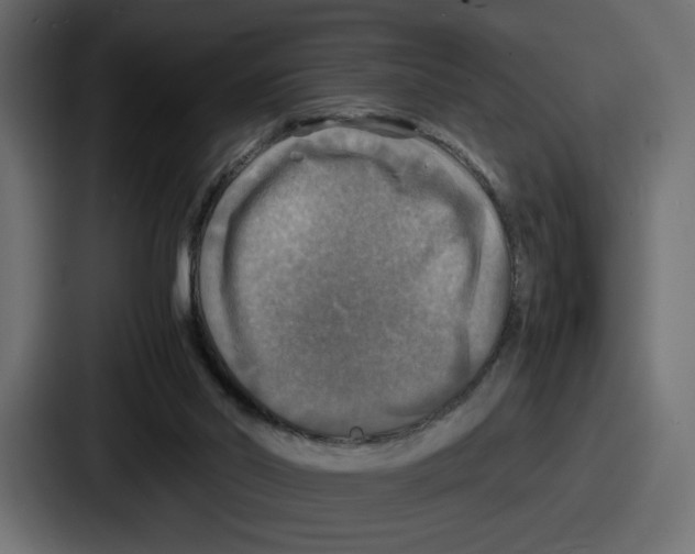 X0000086760014200705111724