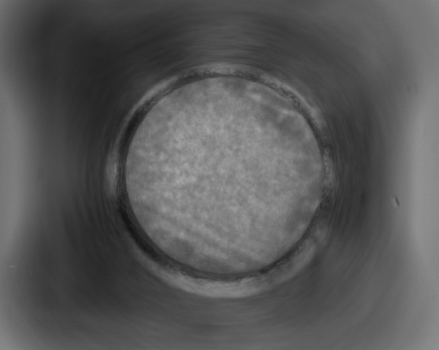 X0000086760016200705111724