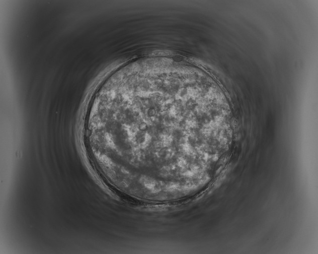 X0000086760049200705111723