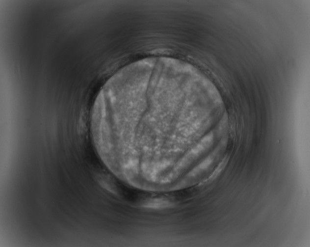 X0000086760175200705111722