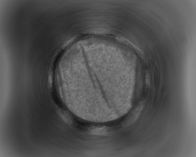 X0000086760206200705111721