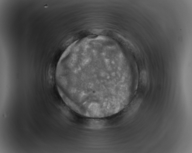 X0000086760234200705111721