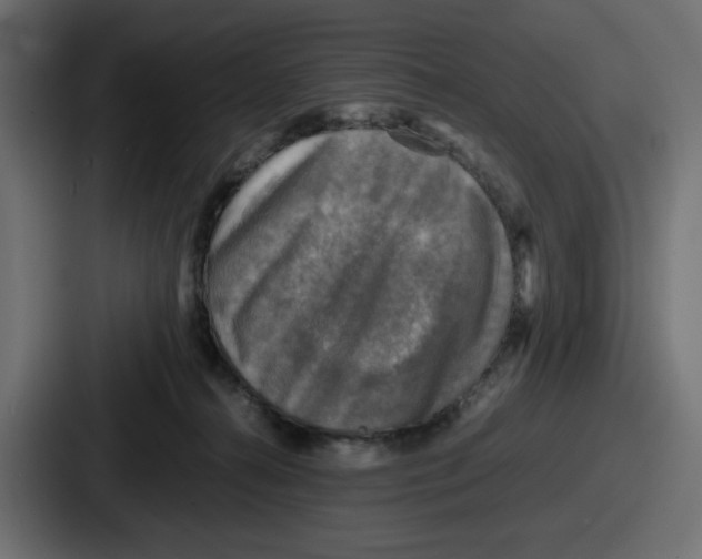 X0000086760272200705111721