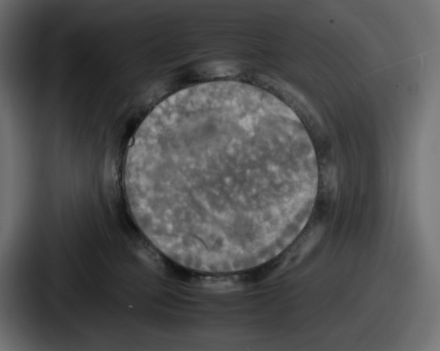 X0000086760373200705111720