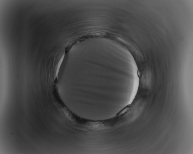 X0000086760424200705111719