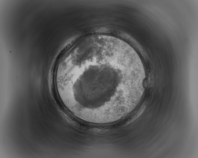 X0000086760725200705111714