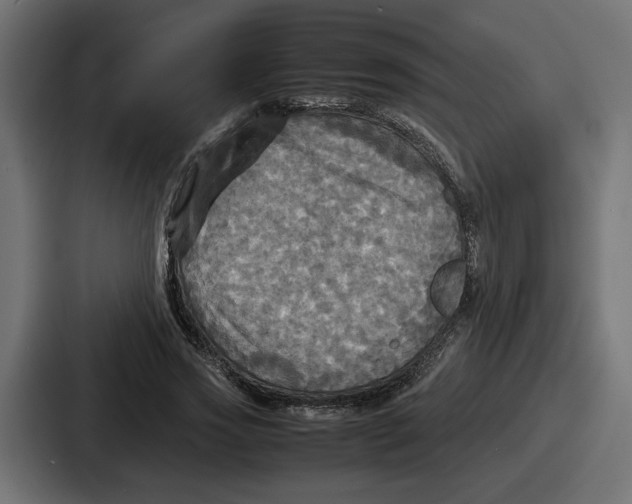 X0000086760733200705111714