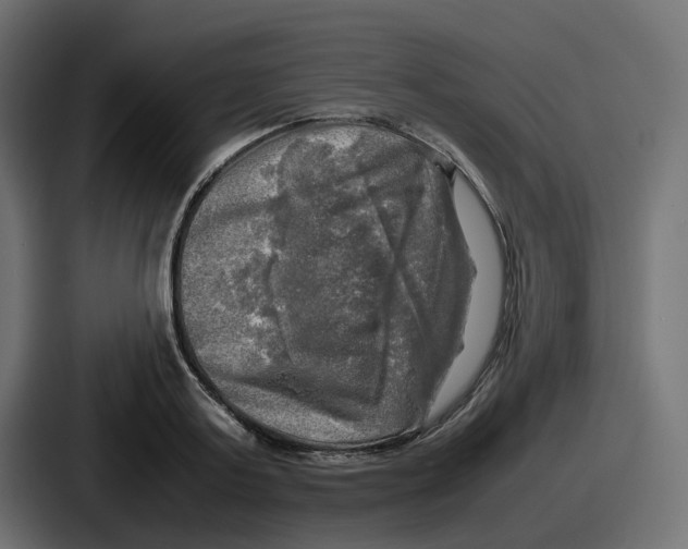 X0000086760795200705111714