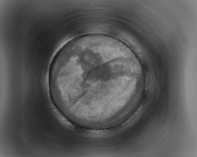 X0000086760796200705111714