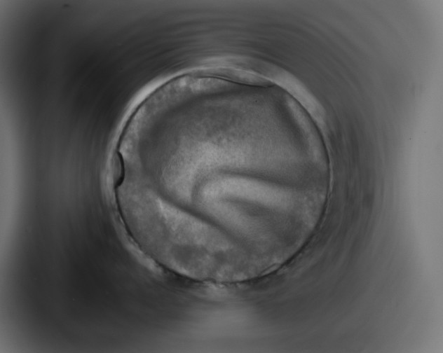 X0000086760960200705111712