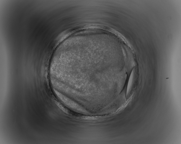 X0000086760985200705111711