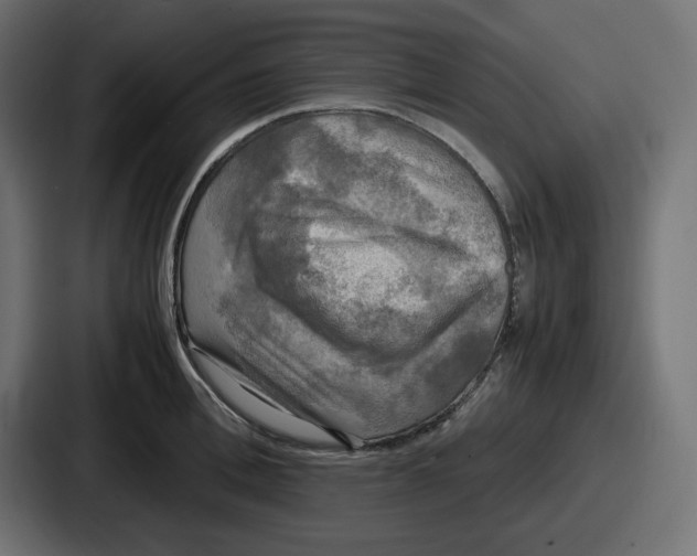 X0000086760996200705111711