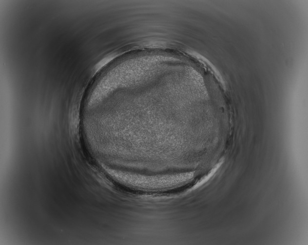 X0000086761065200705111710