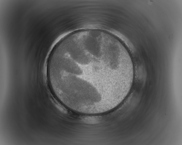 X0000086761078200705111710