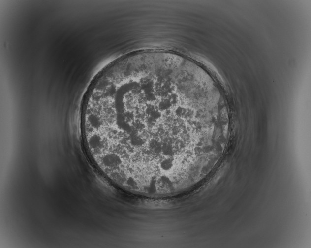 X0000086761079200705111710