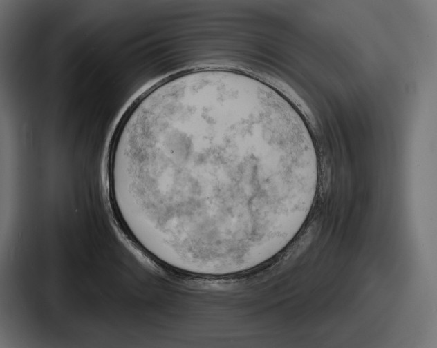 X0000086761084200705111710