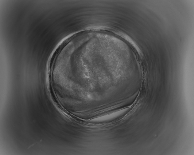 X0000086761124200705111709