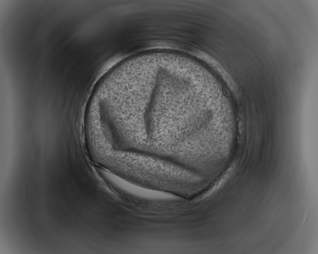 X0000086761129200705111710