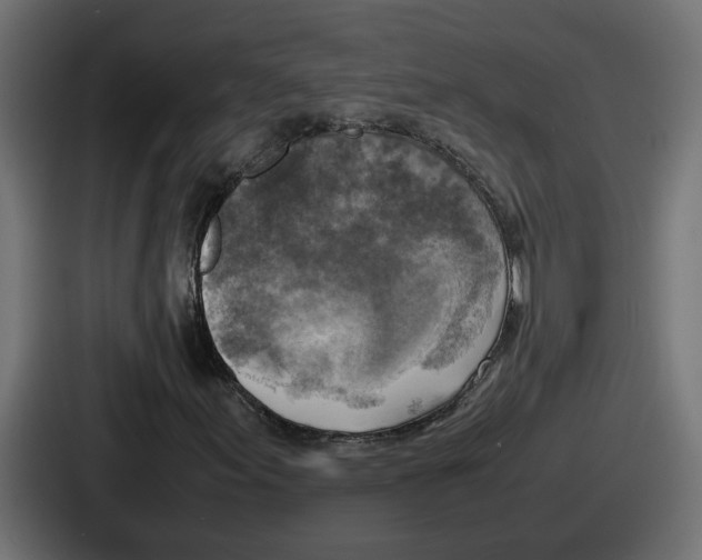 X0000086761155200705111709