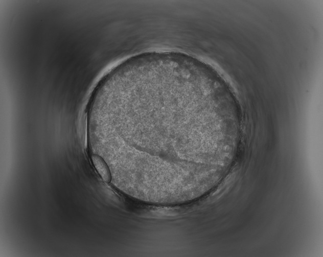 X0000086761175200705111709