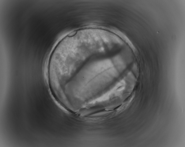 X0000086761247200705111709