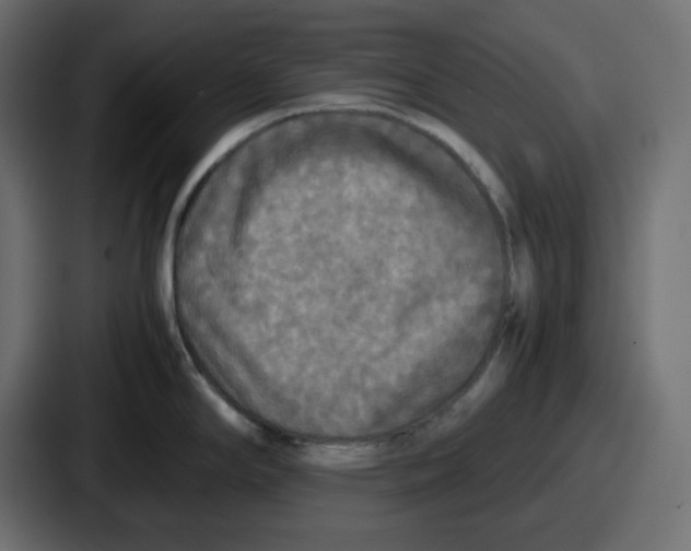 X0000086761294200705111707