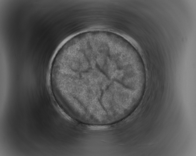 X0000086761296200705111707