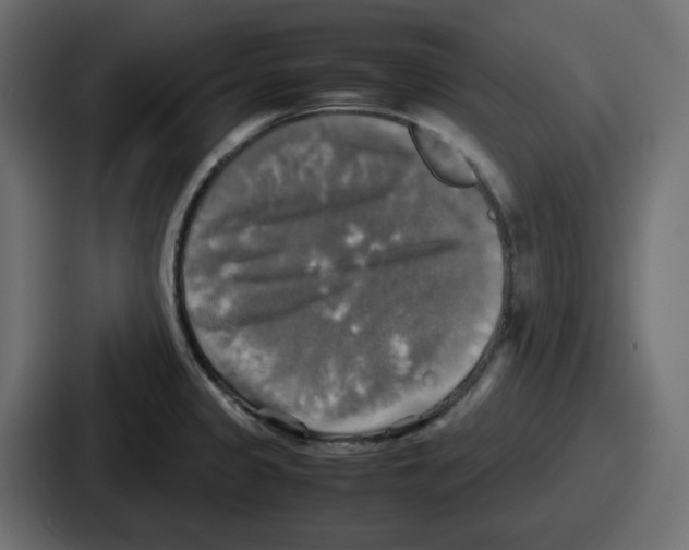 X0000086761333200705111707