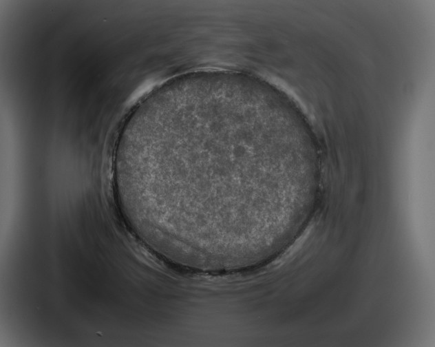 X0000086761355200705111707