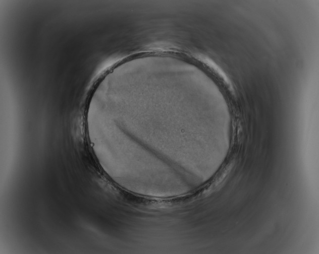 X0000086761358200705111707