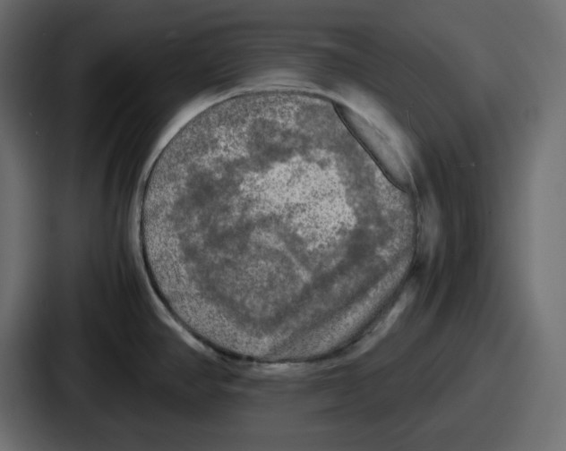 X0000086761390200705111706