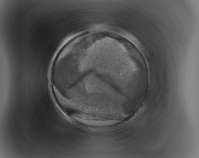 X0000086761392200705111706