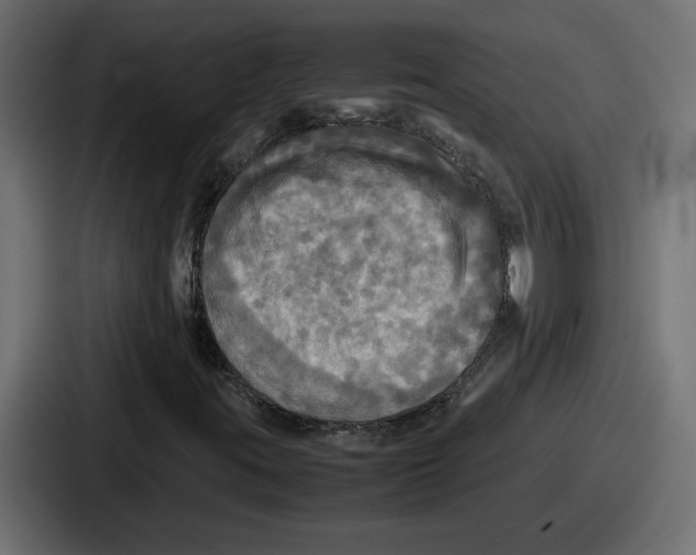 X0000086761395200705111706