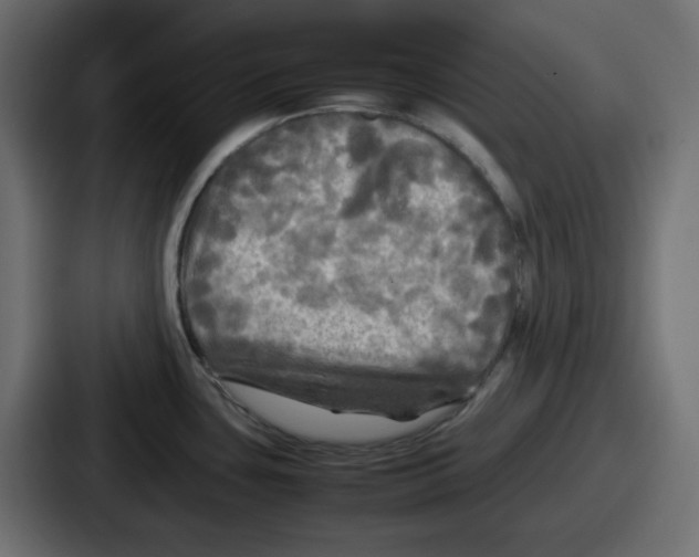 X0000086761435200705111706