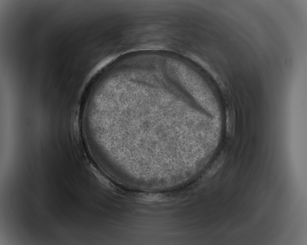 X0000086761452200705111705