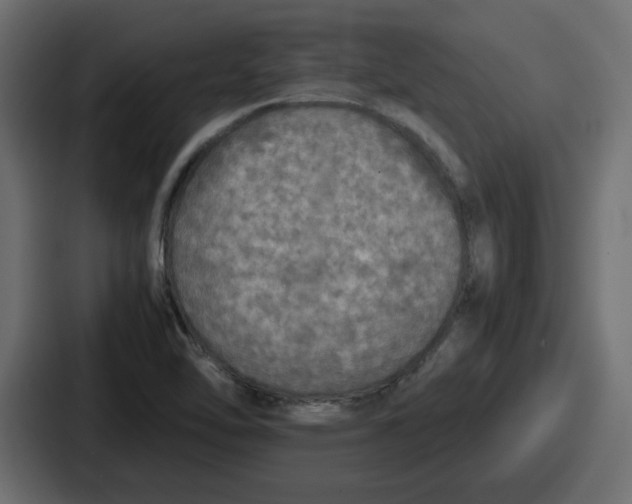 X0000086761462200705111705