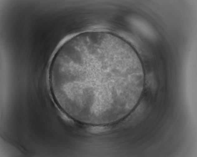 X0000086761470200705111705