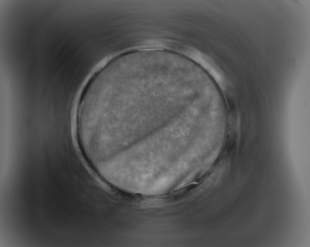 X0000086761477200705111705