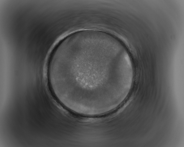 X0000086761506200705111704