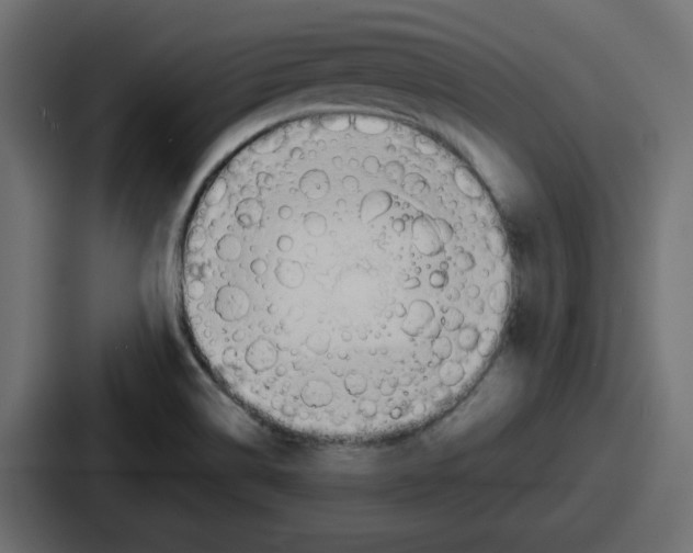 X0000086761514200705111705