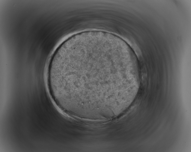 X0000086761523200705111705